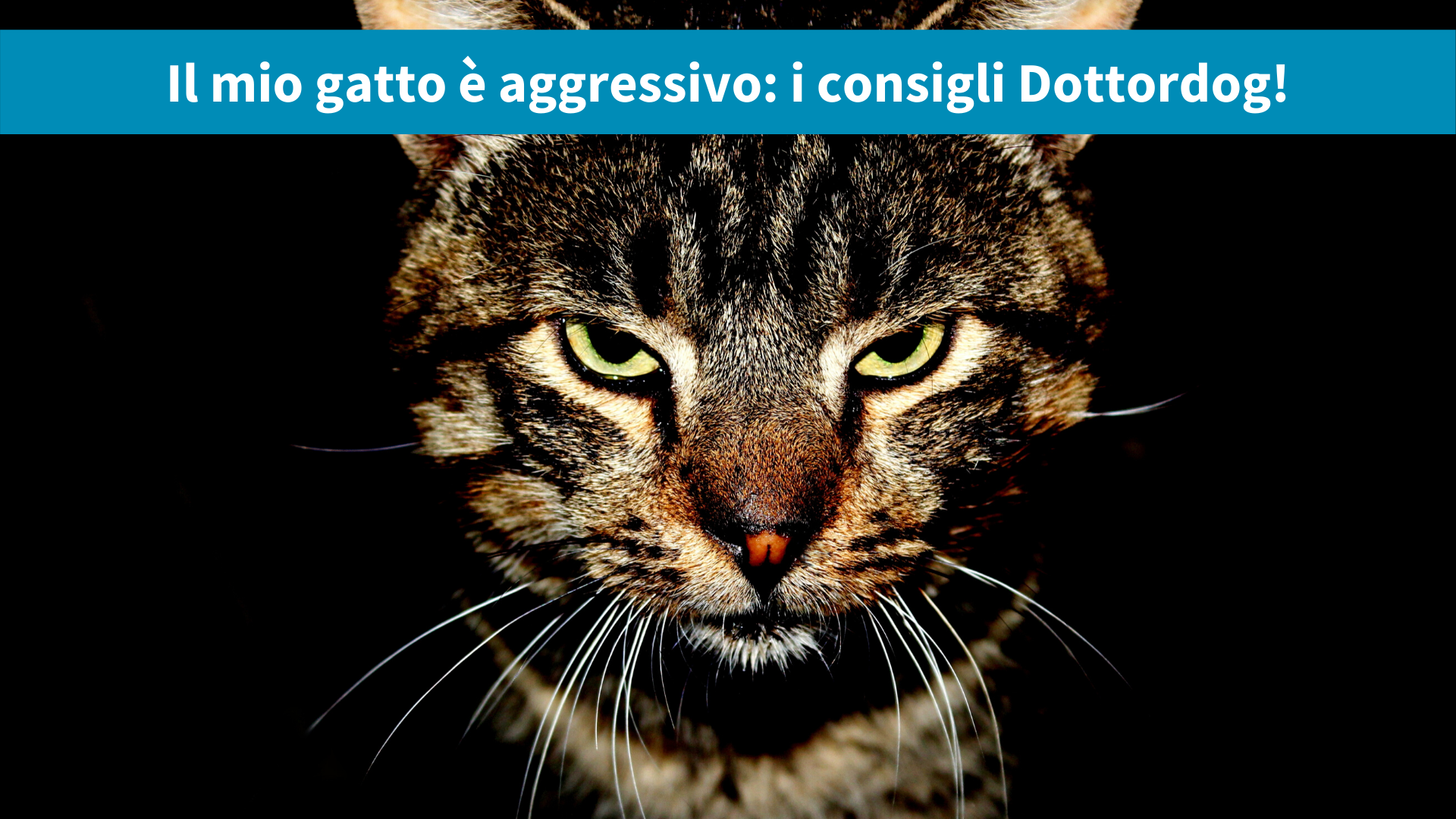 Il mio gatto è aggressivo: cause e rimedi