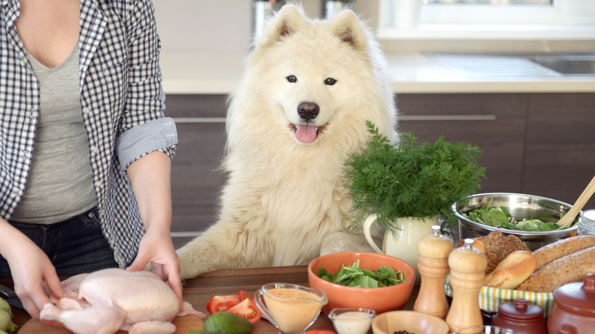 Ricetta casalinga per cani con carne riso carote – squadra pelosetti