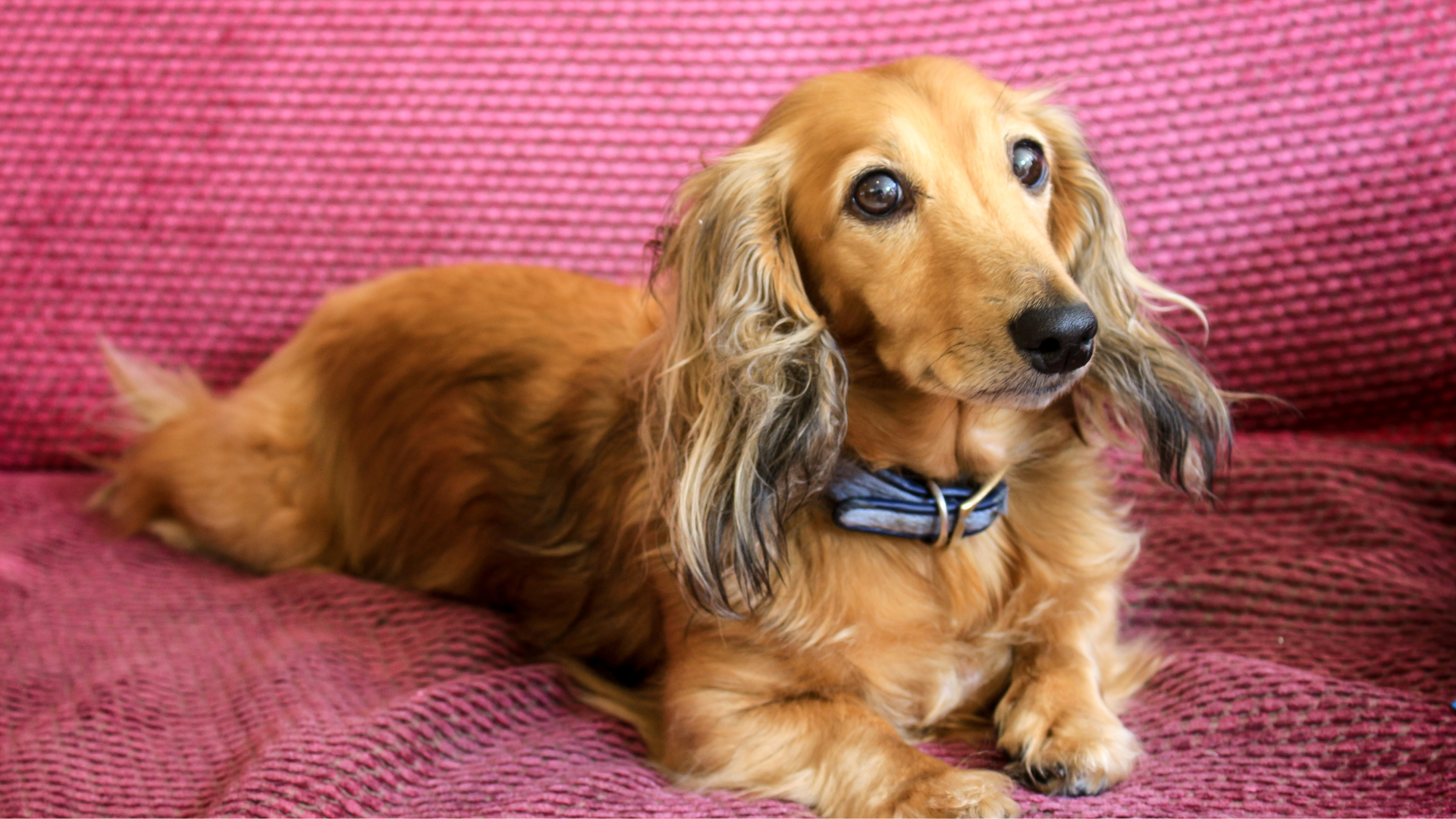 Cani più longevi: le razze che vivono di più